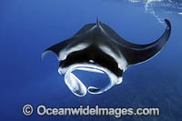Giant Oceanic Manta Ray Photo - Vanessa Mignon