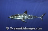 Great White Shark underwater Photo - Vanessa Mignon