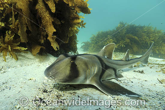 Port Jackson Shark photo
