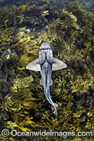 Port Jackson Shark Photo - David Fleetham