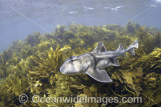 Port Jackson Shark photo