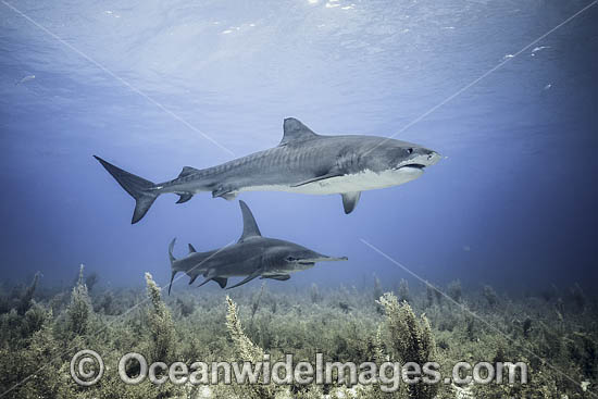 Tiger Shark and Hammerhead Shark photo