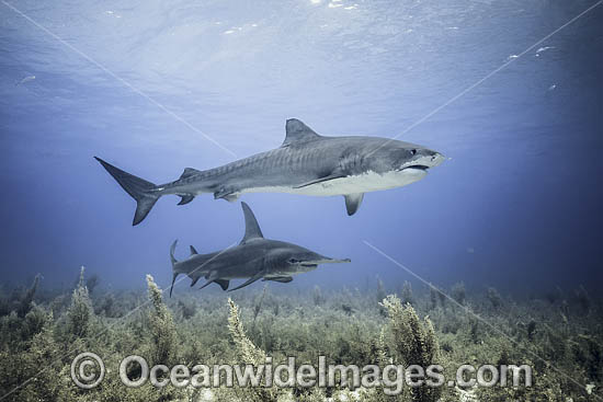 Tiger Shark and Hammerhead Shark photo Tiger Shark and Hammerhead Shark photo