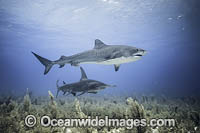 Tiger Shark and Hammerhead Shark Photo - Vanessa Mignon