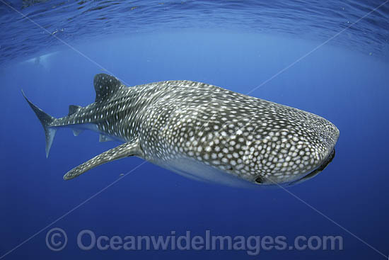 Whale Shark Christmas Island photo