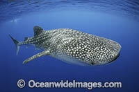 Whale Shark Christmas Island Photo - Vanessa Mignon