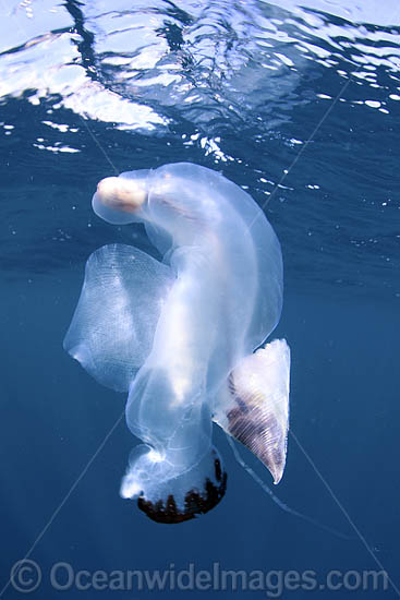 Chambered Nautilus with Divers photo