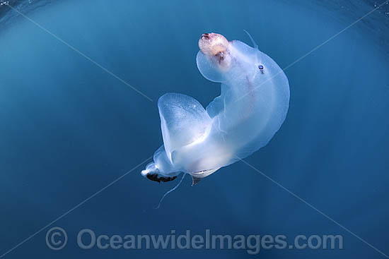 Chambered Nautilus with Divers photo