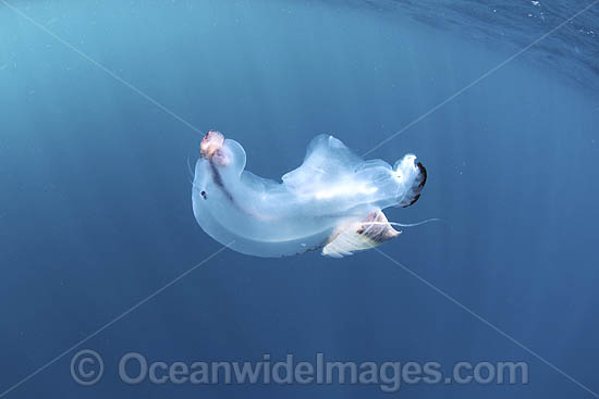 Chambered Nautilus with Divers photo