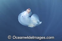 Chambered Nautilus with Divers Photo - Vanessa Mignon