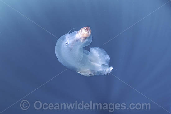 Chambered Nautilus with Divers photo