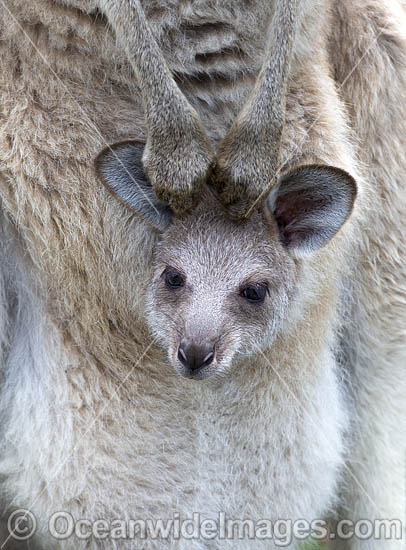 Eastern Grey Kangaroo joey in pouch photo