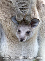 Eastern Grey Kangaroo joey in pouch Photo - Gary Bell