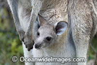 Eastern Grey Kangaroo joey in pouch Photo - Gary Bell