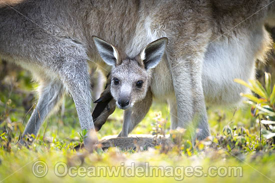 Eastern Grey Kangaroo joey in pouch photo