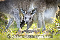 Eastern Grey Kangaroo joey in pouch Photo - Gary Bell