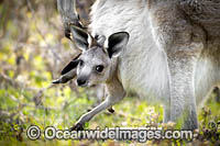 Eastern Grey Kangaroo joey in pouch Photo - Gary Bell