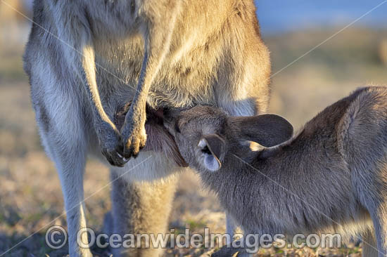 Eastern Grey Kangaroo joey drinking photo