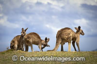 Eastern Grey Kangaroos Photo - Gary Bell