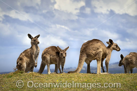 Eastern Grey Kangaroos photo