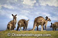 Eastern Grey Kangaroos Photo - Gary Bell