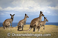 Eastern Grey Kangaroos Photo - Gary Bell