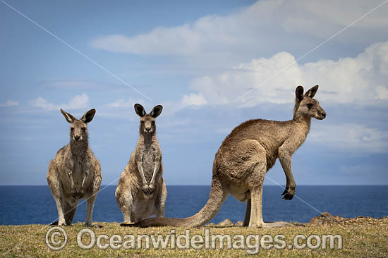 Eastern Grey Kangaroos photo