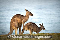 Eastern Grey Kangaroos Photo - Gary Bell