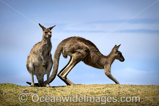 Eastern Grey Kangaroos photo