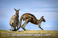 Eastern Grey Kangaroos Photo - Gary Bell