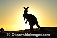 Eastern Grey Kangaroo Photo - Gary Bell