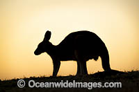 Eastern Grey Kangaroo Photo - Gary Bell