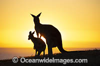 Eastern Grey Kangaroos Photo - Gary Bell