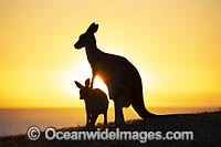 Eastern Grey Kangaroos Photo - Gary Bell