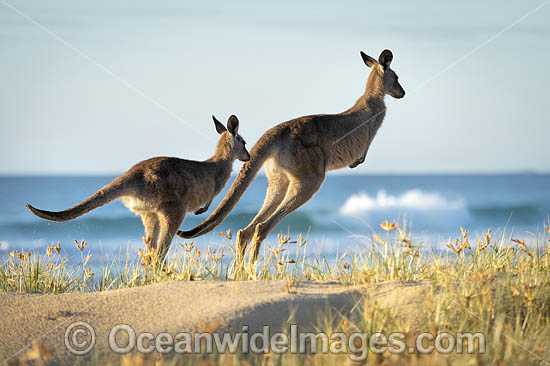 Eastern Grey Kangaroos photo