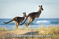 Eastern Grey Kangaroos Photo - Gary Bell