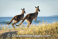 Eastern Grey Kangaroos Photo - Gary Bell