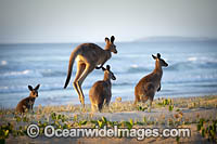 Eastern Grey Kangaroos Photo - Gary Bell