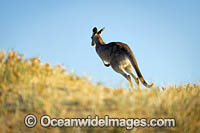 Eastern Grey Kangaroo Photo - Gary Bell