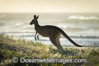 Eastern Grey Kangaroo Photo - Gary Bell