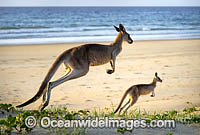 Eastern Grey Kangaroos Photo - Gary Bell