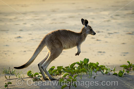 Eastern Grey Kangaroo photo