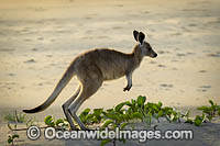 Eastern Grey Kangaroo Photo - Gary Bell