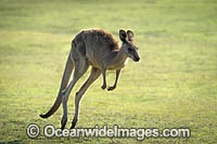 Eastern Grey Kangaroo Photo - Gary Bell