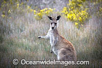 Eastern Grey Kangaroo Photo - Gary Bell