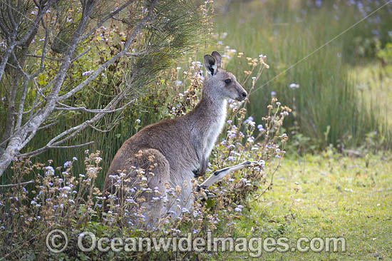 Eastern Grey Kangaroo photo