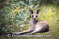 Eastern Grey Kangaroo Photo - Gary Bell