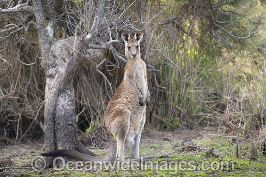 Eastern Grey Kangaroo photo