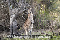 Eastern Grey Kangaroo Photo - Gary Bell