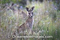 Eastern Grey Kangaroo Photo - Gary Bell